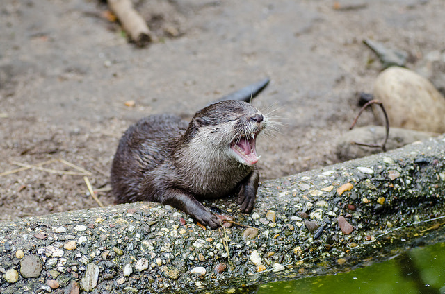 otter